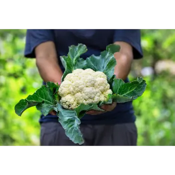 Cauliflower (1)-6905096-57085.webp